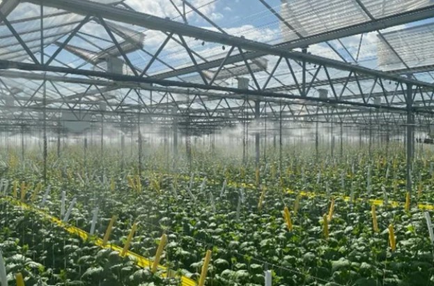 Combining High Pressure Fogging And Insect Netting Provides A More