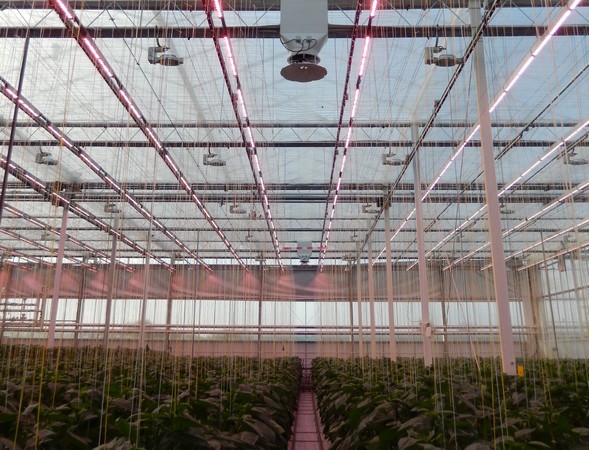 New solution on greenhouse climate control showcased