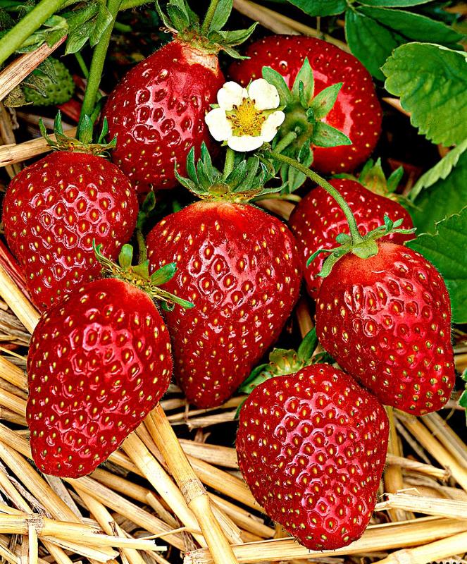 New study shows why strawberries must keep their cool