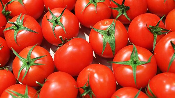 Estudio sobre polisulfuros aplicados como extracto de ajo formulado para proteger el tomate contra el nudo de la raíz
