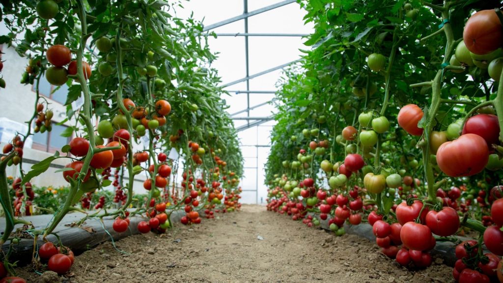 Tomato Cultivation; Farming Techniques – A Complete Guide – GREENHOUSE NEWS