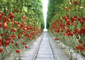 https://orbita-agro39.ru/wp-content/uploads/2019/04/Орбита-Агро-тепличный-комплекс-Гвардейск-помидоры.jpg