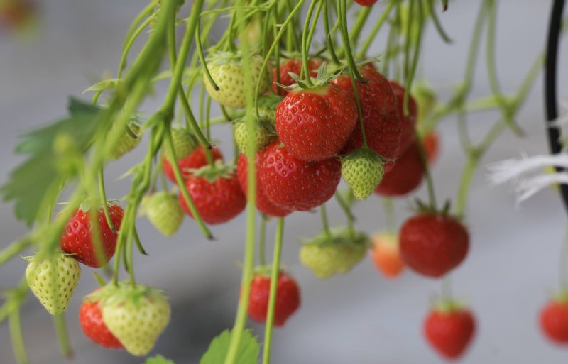 Клубника круглый год сорт. Дарксайд Strawberry Light. 5 Ways to grow Strawberries.