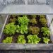 Greenhouse gardening how to grow lettuce