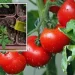 Secret to growing bigger and tastier tomatoes aside from a sunny spot 1651954