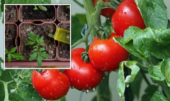 Secret to growing bigger and tastier tomatoes aside from a sunny spot 1651954