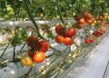 v novykh teplitsakh agrokholdinga eko kultura pristupili k sboru urozhaya tomatov
