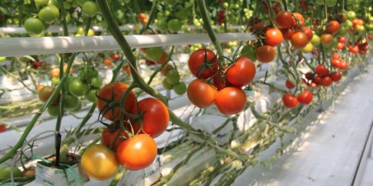 v novykh teplitsakh agrokholdinga eko kultura pristupili k sboru urozhaya tomatev
