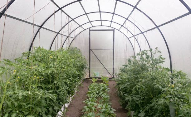 A small greenhouse with a metal frame covered with polycarbonate. Designed for growing vegetables. In a greenhouse growing tomatoes, peppers, eggplant.