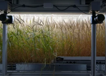 Production of Infarm's indoor-grown wheat is independent of external climatic conditions and is thus climate resilient. - Photo: Infarm