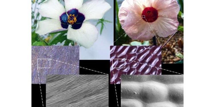 1 / 1There is a clear visible difference between striated and smooth petal surfaces when the petals are viewed under microscopes: Hibiscus trionum (left) has microscopic ridges on its petal surface that act as diffraction gratings to reflect light, while Hibiscus sabdariffa (right) has a smooth surface. Credit: Edwige Moyroud