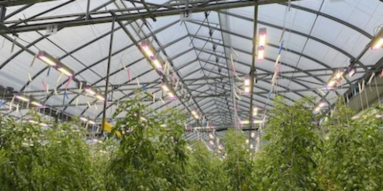2023 01 30 17 article image sollum raises 30m to grow its greenhouse lighting tech solutionsjpg