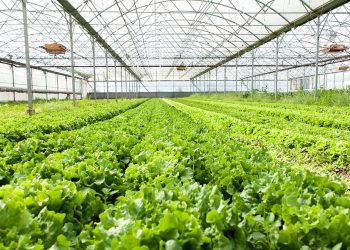 GreenhousePests Causes Control and Prevention of Pests in Vegetable and Salad Production