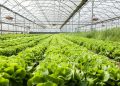 depositphotos 114200084 stock photo organic salad in greenhouses