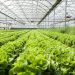 depositphotos 114200084 stock photo organic salad in greenhouses