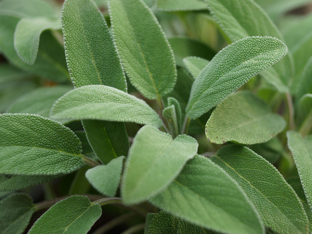 Sage: A Versatile Herb With Numerous Benefits For Agriculture ...