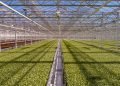 Little Leaf Farmsedit Greenhouse Interior