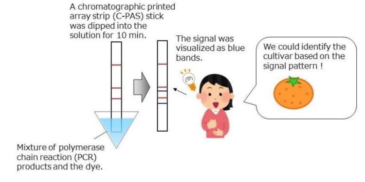 https://phys.org