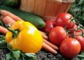 Vegetables in a garden.  Selective focus on stem of yellow pepper