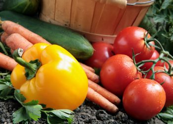 Vegetables in a garden.  Selective focus on stem of yellow pepper