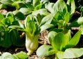 bok choy growing in vegetable garden picture id825854380 1024x614 1