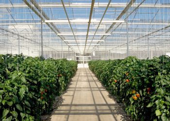 Interior of greenhouse