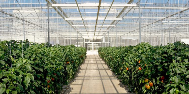 Interior of greenhouse