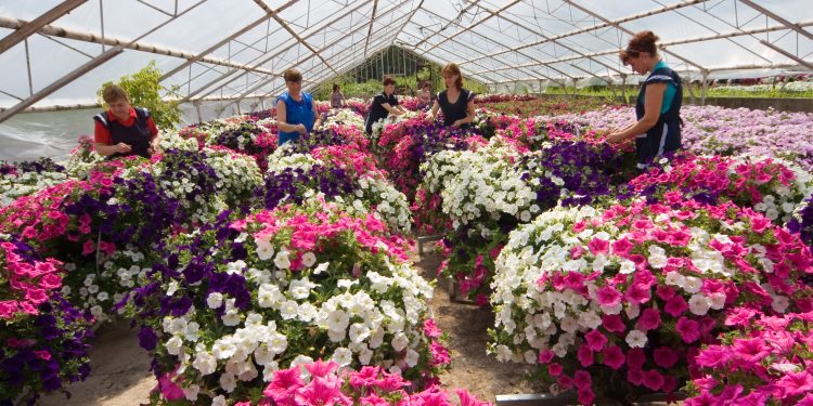 Greenhouse farm producing plants and flowers for Moscow's streets and parks