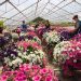 Greenhouse farm producing plants and flowers for Moscow's streets and parks