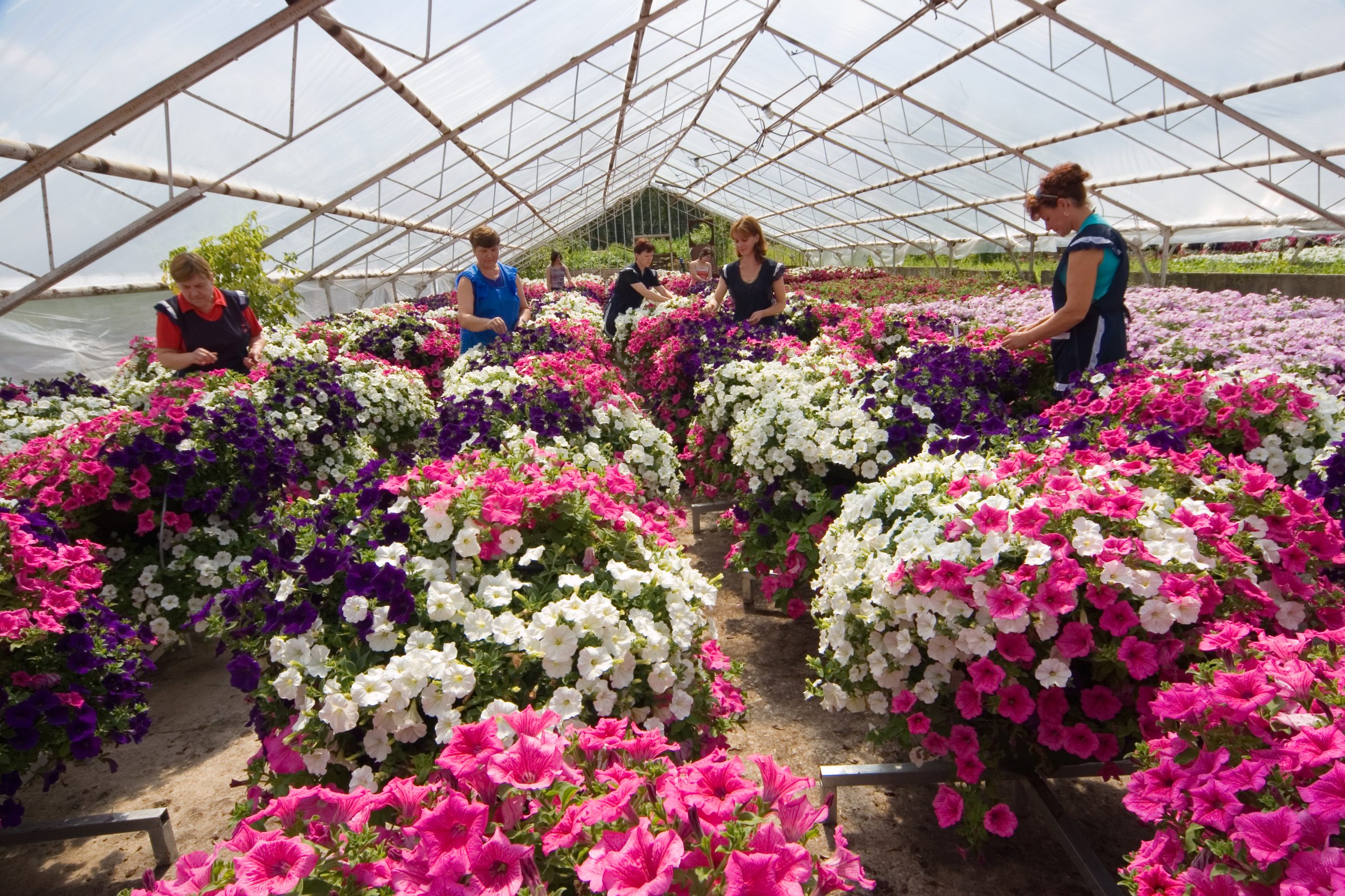 Цветы Эквадор Greenhouses