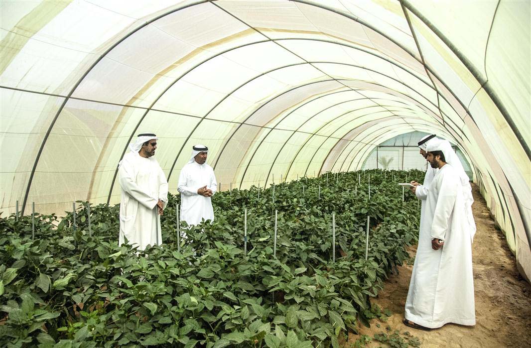 Сельское хозяйство саудовской аравии. Оазисное земледелие ОАЭ. Объединённые арабские эмираты сельское хозяйство. Сельскохозяйство ОАЭ. Сельское хозяйство в ОАЭ 2020.