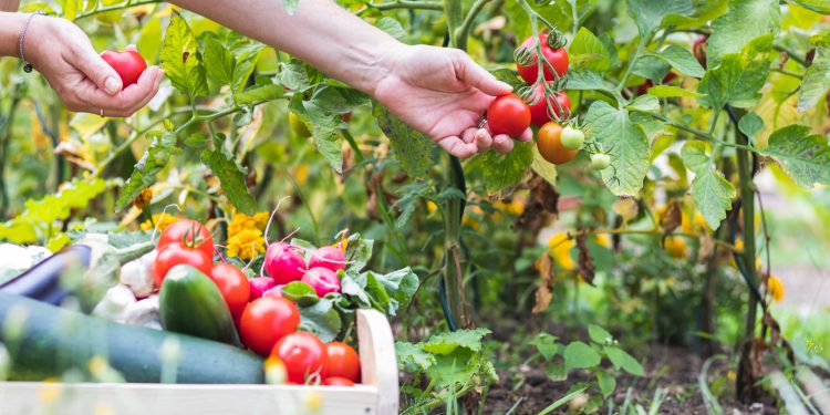 Organic garden at summer harvest