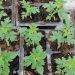 kucinsku ukis auginami pomidoru ir kitu siltnaminiu darzoviu daigai.jpg 1222x684 q85 autocrop crop smart subsampling 2