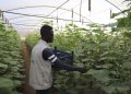 Somalia Greenhouse
