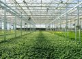 Uzbekistan greenhouse farming