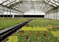 Full greenhouse at Agri-Starts