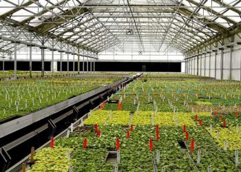 Full greenhouse at Agri-Starts