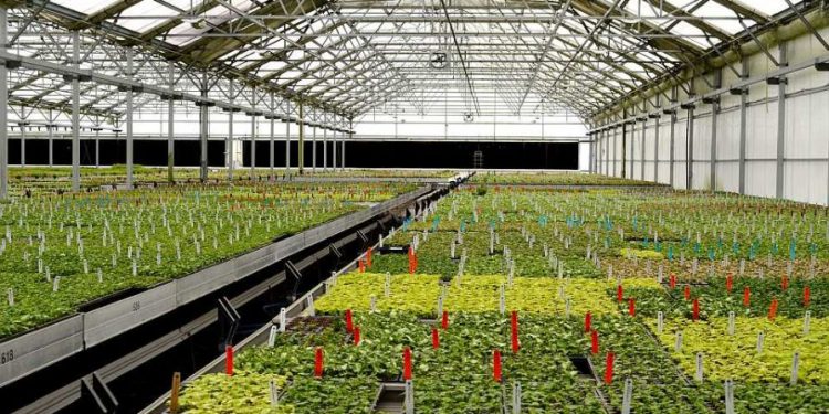 Full greenhouse at Agri-Starts