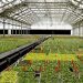 Full greenhouse at Agri-Starts